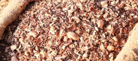 How To Connect With Vietnam Cashew Husk Suppliers in India?