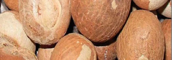 Nature’s Bountiful Gift: Betel Nut - Uses & Applications