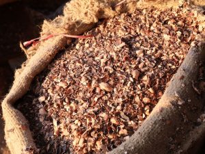 Indian-Cashew-Husk