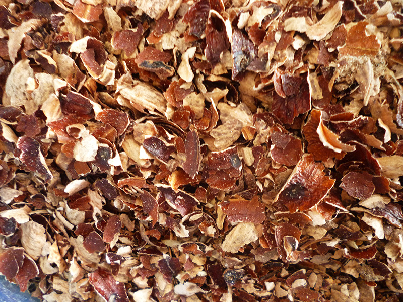 Cashew Husk Suppliers & Importers in India-Kattha Bazaar