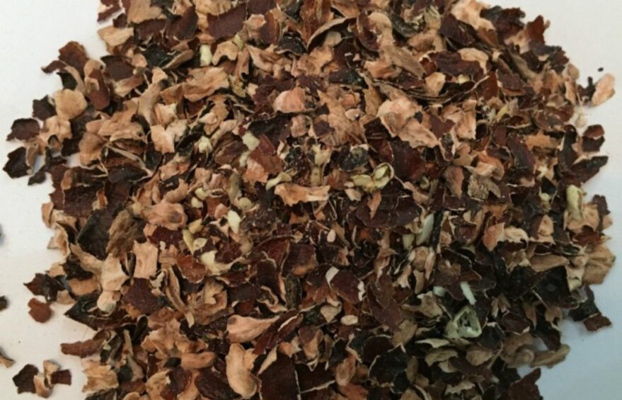 Cashew Husk Supplier: for making kattha